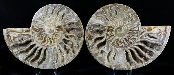 Choffaticeras (Daisy Flower) Ammonite #21633